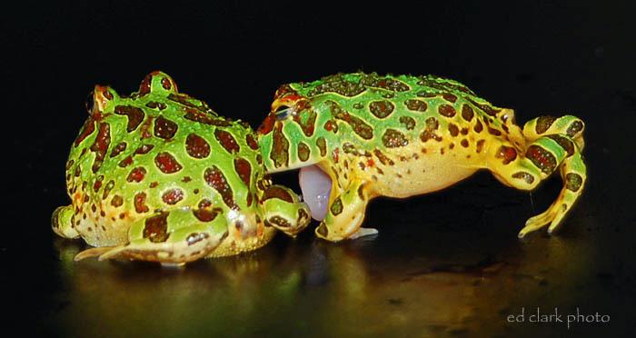 017 - Ceratophrys ornata.jpg